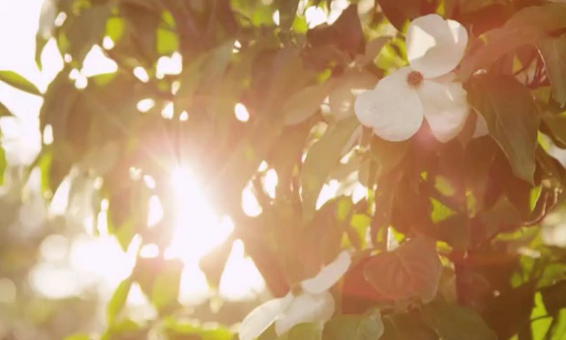 Visuel évoquant la nature avec un arbuste en fleurs